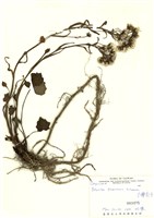 藏品(臺灣款冬(山菊))的圖片